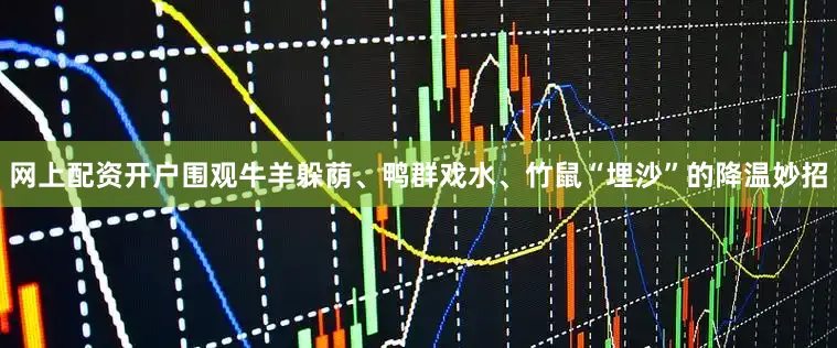 网上配资开户围观牛羊躲荫、鸭群戏水、竹鼠“埋沙”的降温妙招